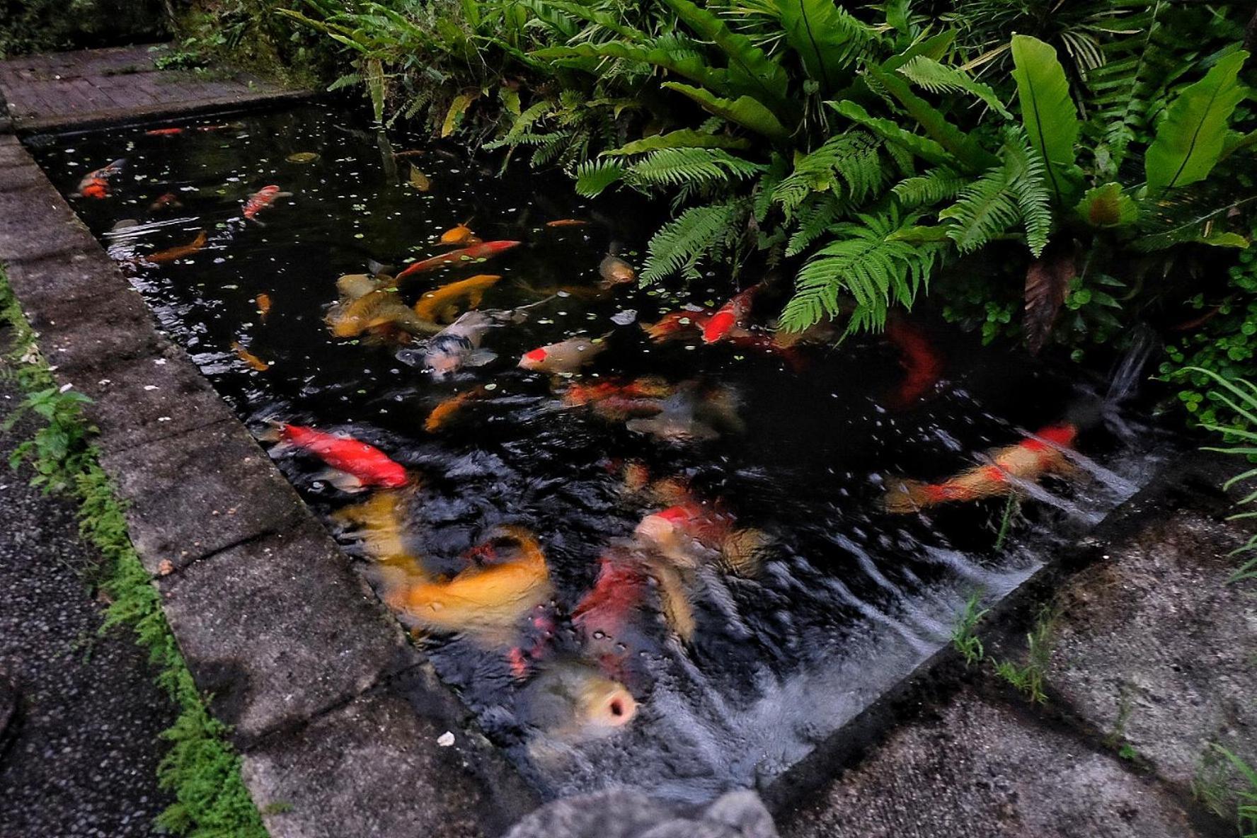 Gunung Kawi House Villa Tegallalang  Eksteriør billede